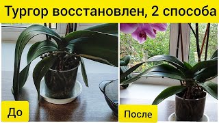 Два способа восстановить тургор листьев орхидеи || Полное видео с результатом