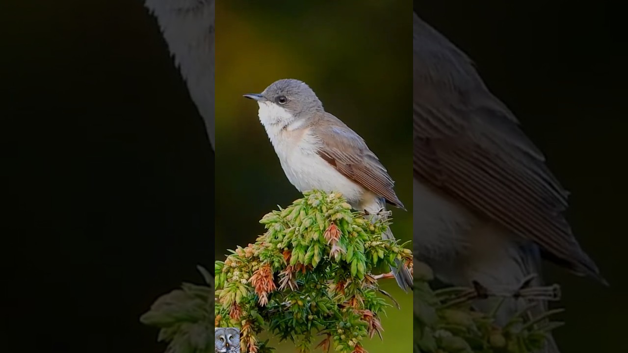 Beautiful Birds in Norway 🐦 | Knut Fugl Nature Short