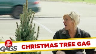 Christmas Tree Becomes MASSIVE- Throwback Thursday