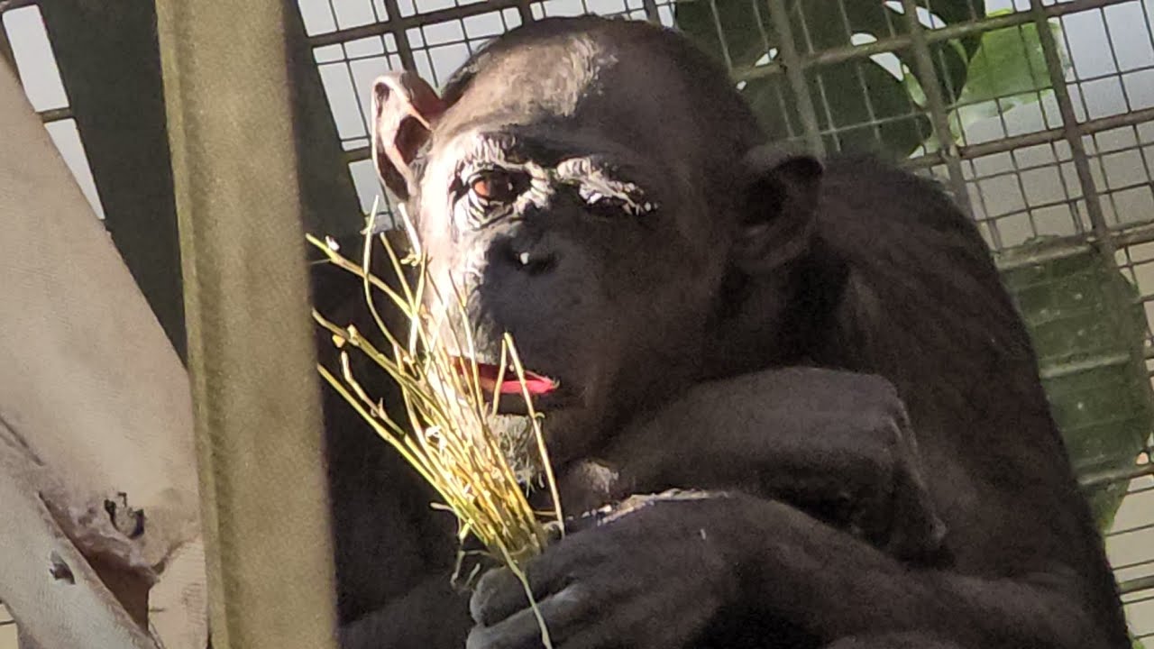 Cuda Natury😇Lussi Uwielbia Stroić się i Jeść🐒🐵😋🤩