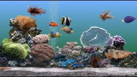 Choáng với các loài cá cảnh đẹp nuôi trong hồ