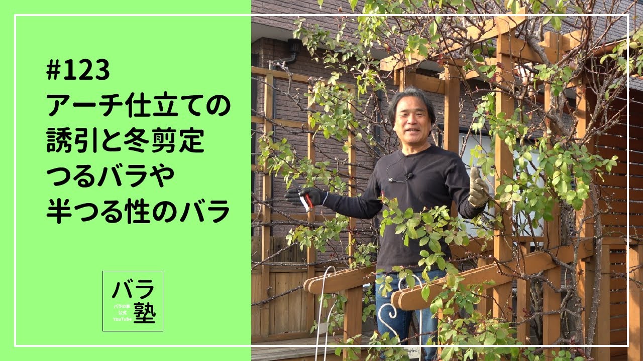 #123 アーチ仕立ての誘引と冬剪定 つるバラや半つる性のバラ
