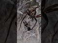 Ant vs Ant — Epic Battle for Survival! 🐜⚔️ #ytshorts  #shorts #insects #forest