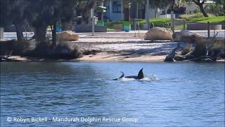 Mandurah Dolphin Birth Part 1 - By Mandurah Dolphin Rescue Group
