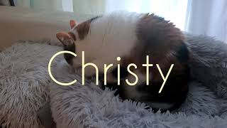 Chat tricolore, ami fidèle et compagnon fiable#chat #cat #youtuber #cats #catlover #catvideos #vlog