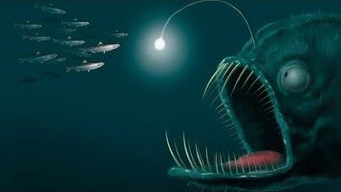 Discovering the Strange and Unusual Creatures of the Deep Ocean |Wild Vibes