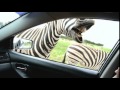 Dangerous Safari Animals | Zebra almost BITES my hand off