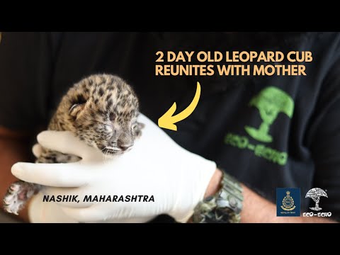 Video: Tiny Leopard Cubs purunevad südameid New Yorgis