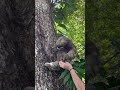 Reuniting a mom and baby 3 finger sloth
