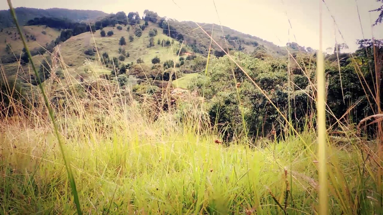 #7224, Espigas de cesped en medio del campo travelling [Efectos