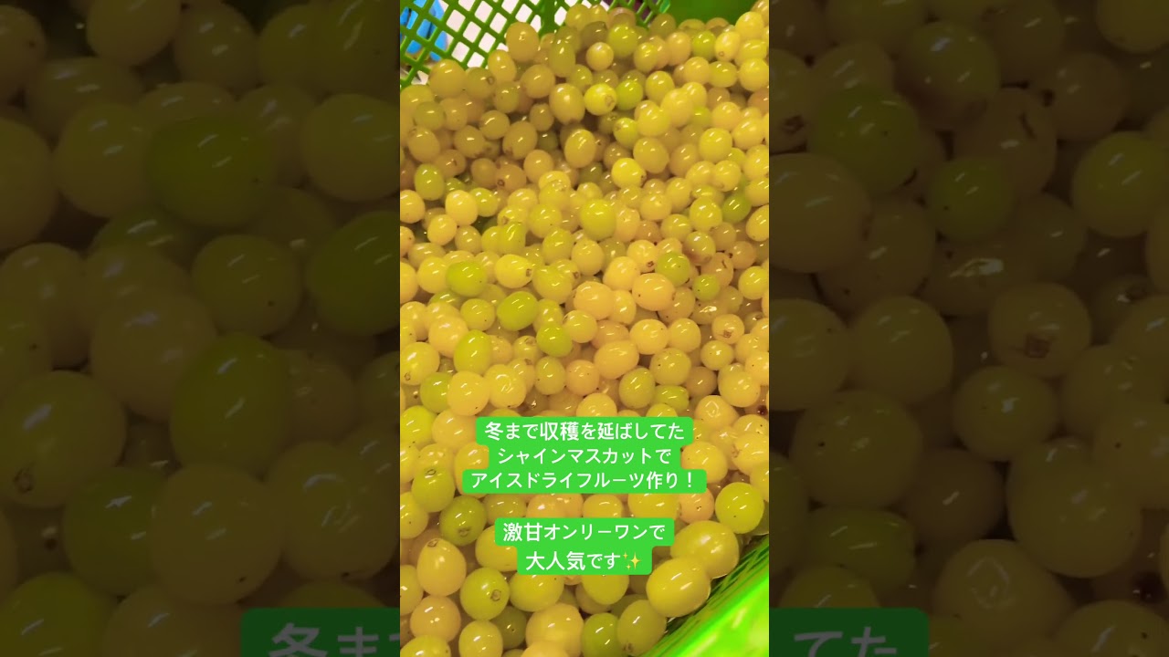 冬まで収穫を延ばしてたシャインマスカットでアイスドライフルーツ作り！オンリーワンで大人気です✨#石原果樹園　#アイスドライフルーツ