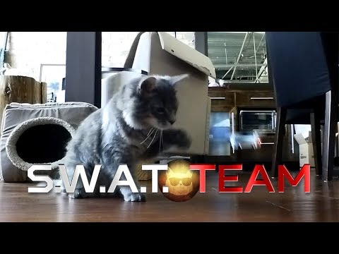 s.w.a.t.-team:-cat-edition!