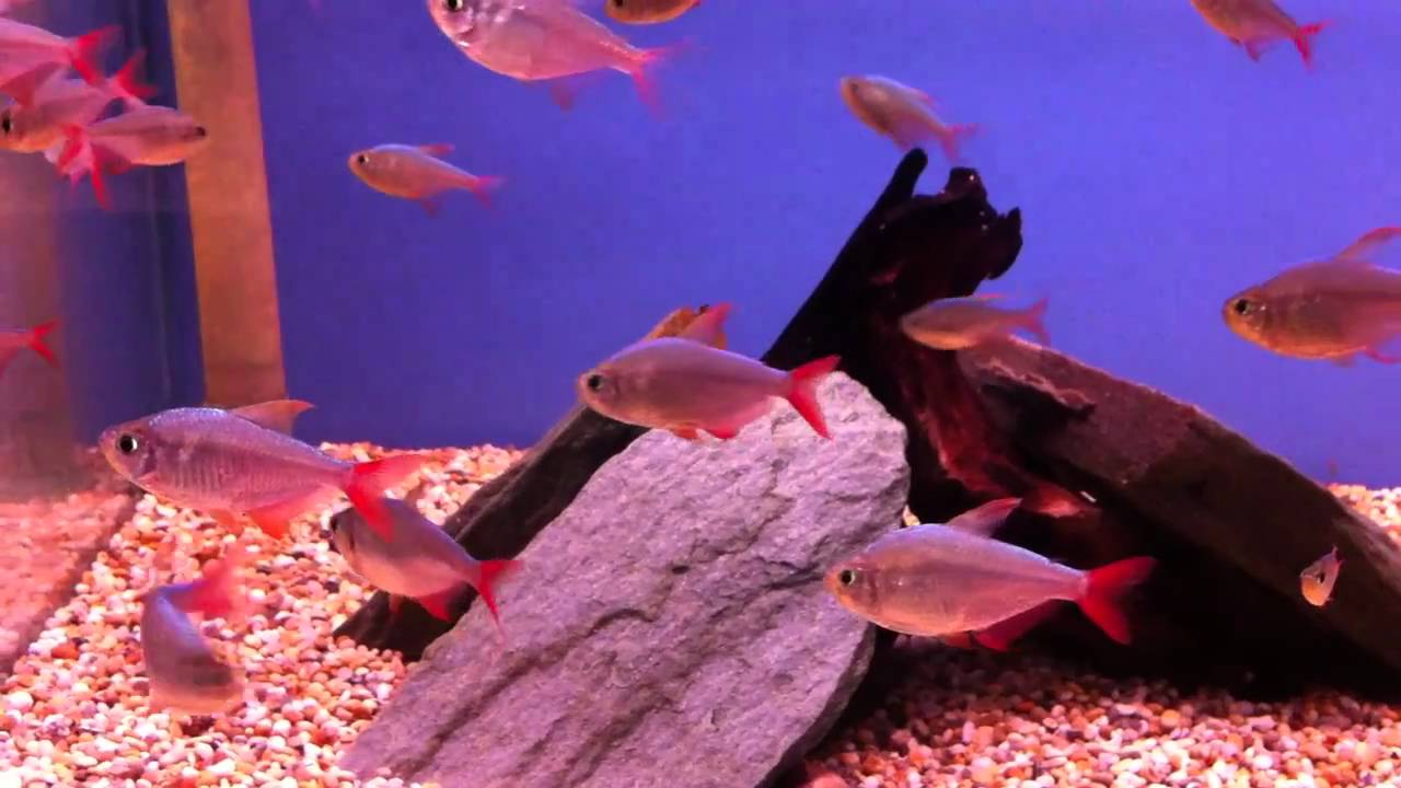 knowledge base Colombian Red & Blue Tetra @ Sweet Knowle Aquatics