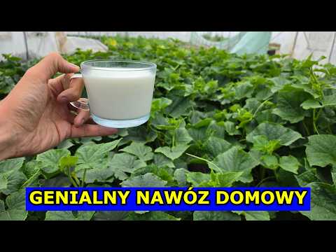 Genialny Nawóz Domowy. Podlej tym Ogórki i Pomidory będą OGROMNE Zbiory. Czym Nawozić Warzywa Uprawa