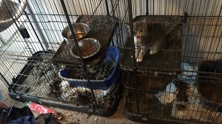 100+ animals found 'living in squalor' at Loudoun Co. animal rescue