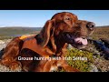 Grouse hunting with Irish Setters の動画、YouTube動画。