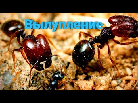Vídeo: On Disparar Els Ants