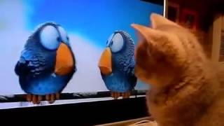 Прикольные собаки и кошки Как котенок смотрит мультик Смешные приколы с кошками1 Прикольные собаки и кошки Как котенок смотрит мультик Смешные приколы с кошками1