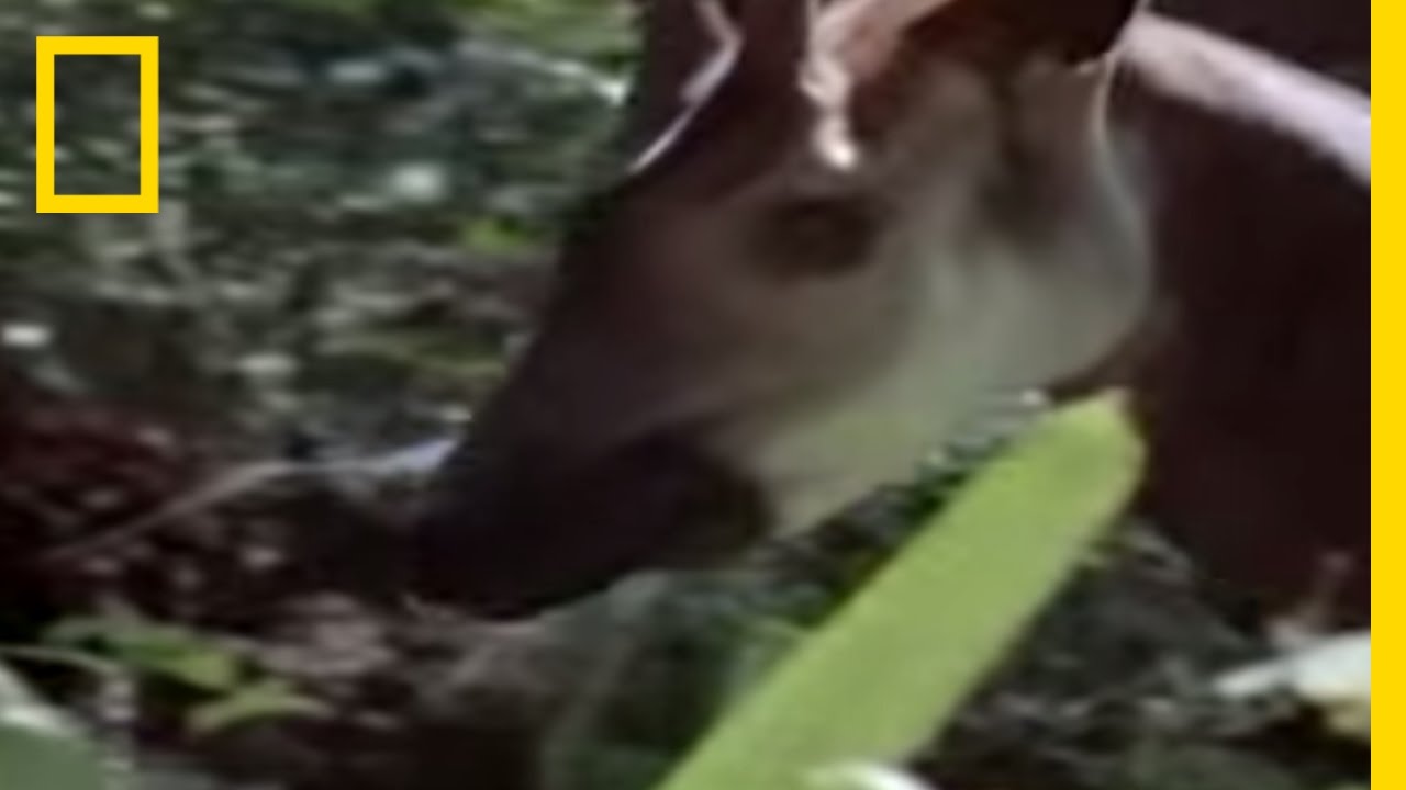 YouTube player