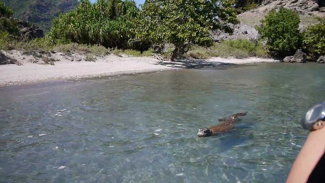 Komodo yang berenang | youtube.com