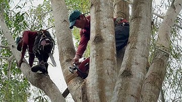 Cưa  cây tràm bông vàng to , Ở lương phi , Gần ba chúc . Cưa cây kỷ thuật cao