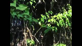 Working in French Guiana