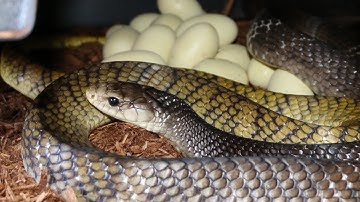 Reptile Reality-YT Cribo eggs again 2017