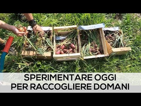 Video: Zucchini: le migliori varietà per piena terra. Descrizione delle varietà e caratteristiche colturali