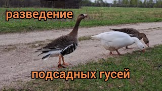 Разведение подсадных ( манных ) гусей. Четвёртый сезон.