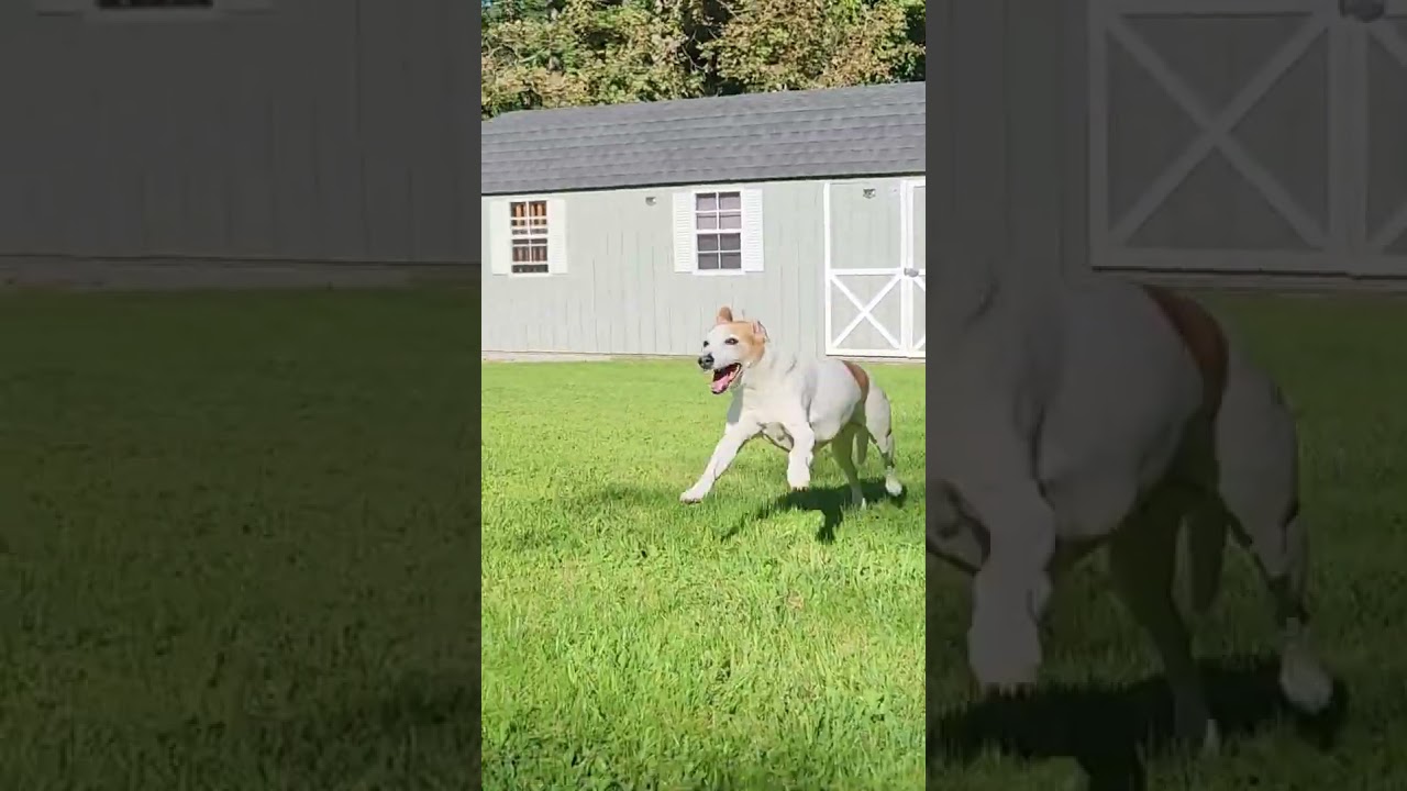 Kasey, the happiest Jackabee on her 16th birthday. 