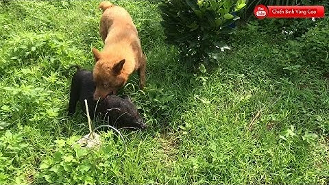 Chó Mông Cộc săn lợn