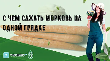 С чем сажать морковь на одной грядке