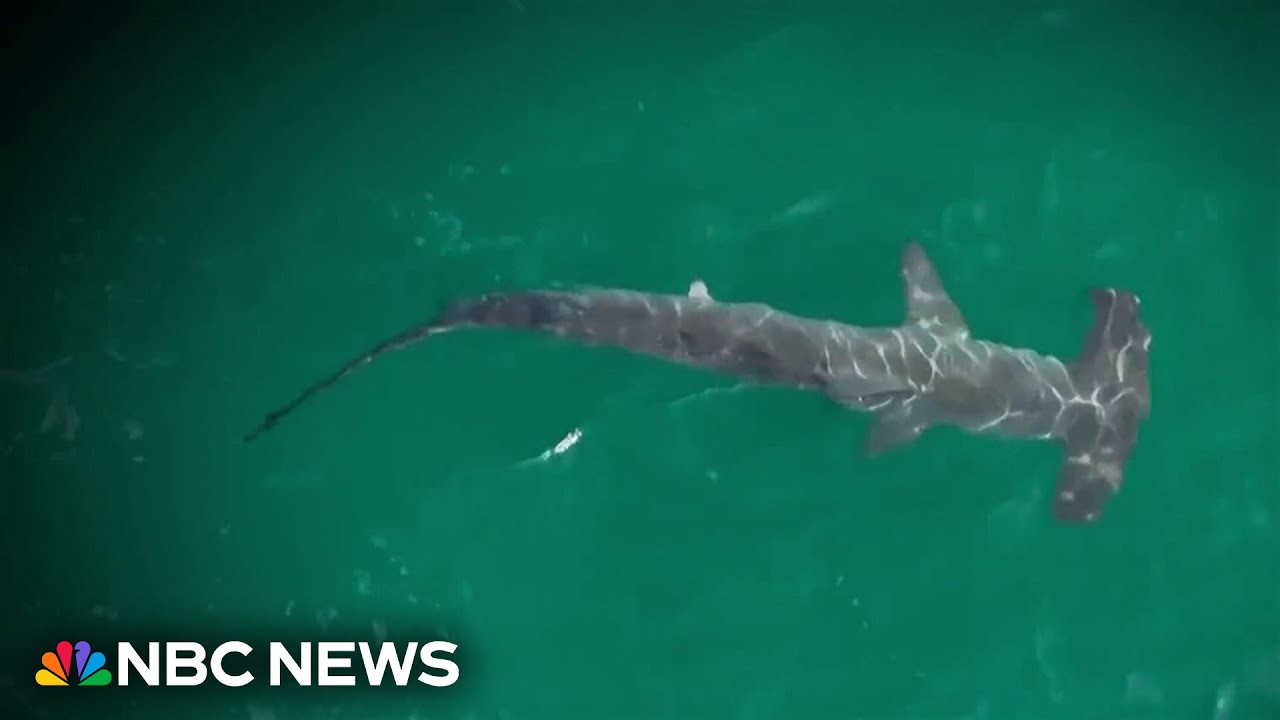 New York beaches on high alert as shark spottings spike to record highs at NYC’s Rockaway Beach