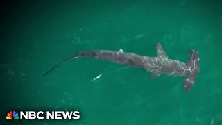 Record shark sightings reported at popular New York beach