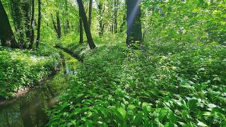 Enchanted Spring Forest ✨ Soft Birdsong Among Bright Greenery