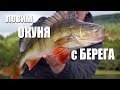 Ловля окуня с берега на каролинскую оснастку | Рыбалка с FishingSib 2018