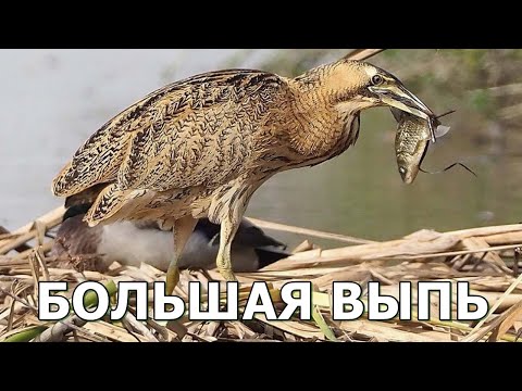 БОЛЬШАЯ ВЫПЬ Душераздирающая крикунья