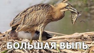 БОЛЬШАЯ ВЫПЬ  Душераздирающая крикунья