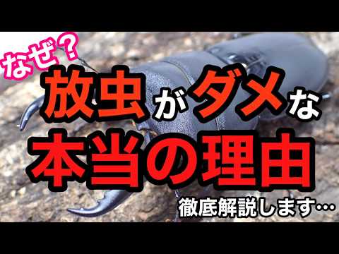 放虫がダメな本当の理由...外来種問題について徹底的に語ります【クワガタ飼育】
