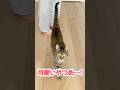 尻尾で感情ダダ漏れの猫ちゃん #保護猫 #猫のいる暮らし #shorts