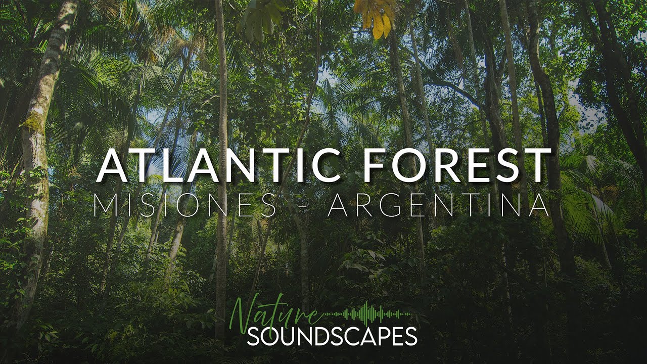 Sonido del amanecer en la Selva Atlántica | Nature soundscape of birds of atlantic rainforest.