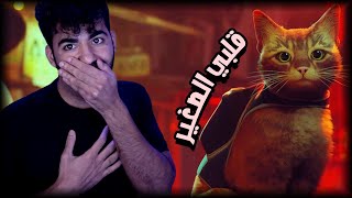 مين بقى قطة نياااااو؟؟ 🐈 | تختيم | ستراي - STRAY