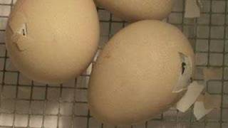 Guinea Fowl Hatching (seen on EGG Cam) - 2nd
