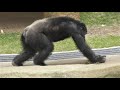チンパンジー,宮崎市フェニックス自然動物園,Is this monkey a clean-freak?Miyazaki City Phoenix Zoo,Japan,