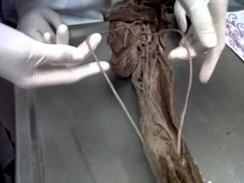 Anatomia do corpo Anatomia do corpo