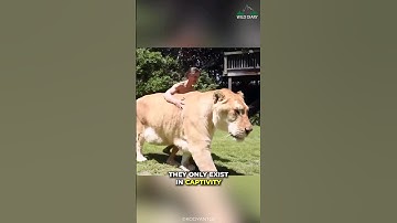 Liger | The Biggest Cat On Our Earth