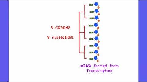 3.5.3 Describe the genetic code in terms of codons composed of triplets of bases