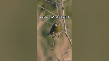 تلاوة جميلة خاشعة تشرح الصدر وتجلي الهم/طبيعة وطيور(لا إله إلا الله محمد رسول الله)