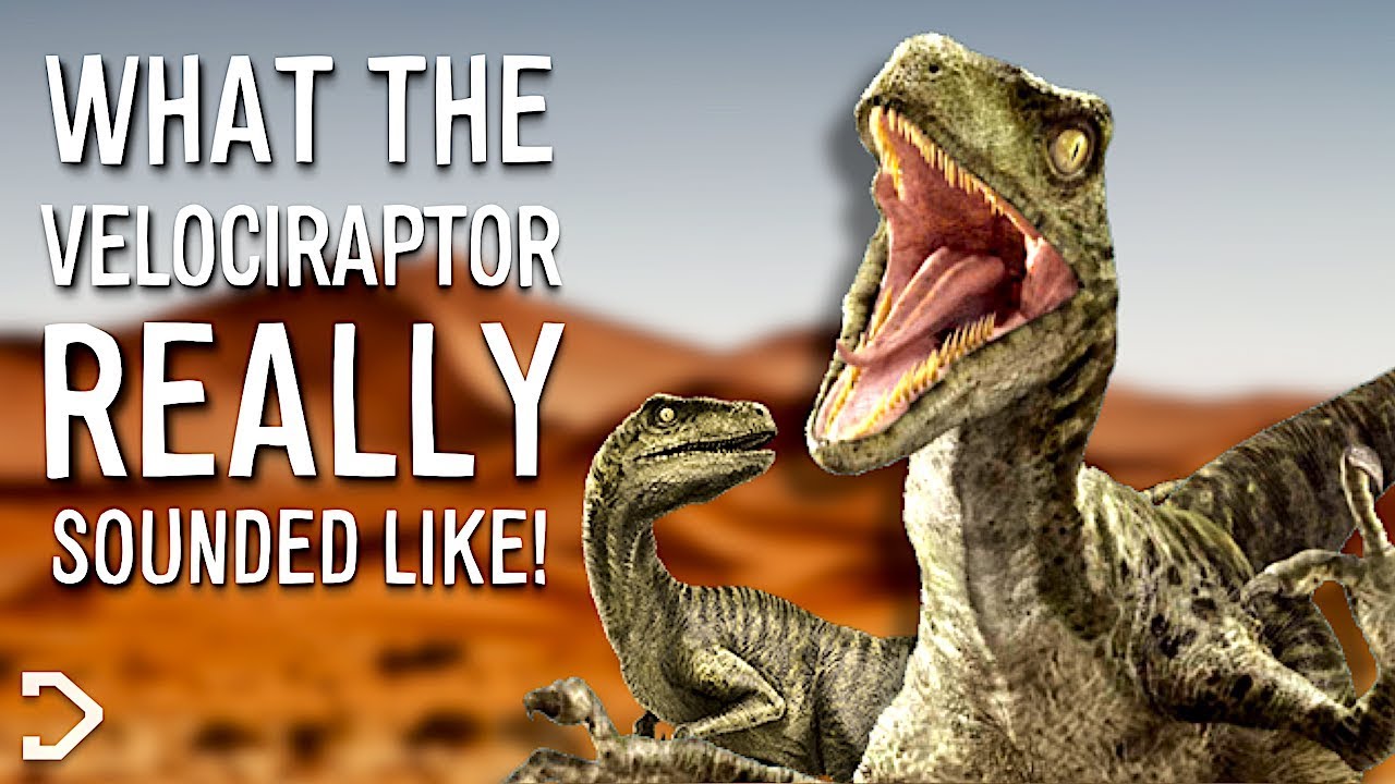 What Did The Velociraptor REALLY Sound Like? - YouTube