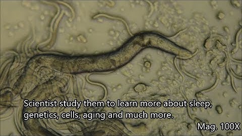 C.  elegans under the Microscope